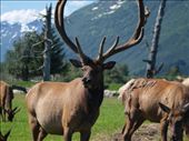Alaska Wildlife Conservation Centre - Elk: by dannygoesdiving, Views[421]