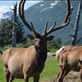 Alaska Wildlife Conservation Centre - Elk Views[291]