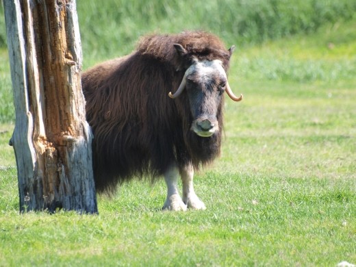 Alaska Wildlife Conservation Centre - Musk Oxen