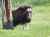 Alaska Wildlife Conservation Centre - Musk Oxen: by dannygoesdiving, Views[405]