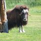 Alaska Wildlife Conservation Centre - Musk Oxen Views[287]