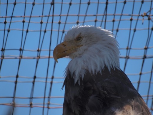 Alaska Wildlife Conservation Centre - Bald Eagle