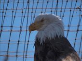 Alaska Wildlife Conservation Centre - Bald Eagle: by dannygoesdiving, Views[378]
