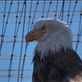 Alaska Wildlife Conservation Centre - Bald Eagle Views[325]