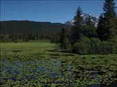 Seward Highway - Lily Pad Lake: by dannygoesdiving, Views[287]