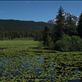 Seward Highway - Lily Pad Lake Views[225]