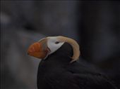 Alaska Sea life Centre - Tufted Puffin: by dannygoesdiving, Views[452]