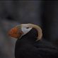 Alaska Sea life Centre - Tufted Puffin Views[293]