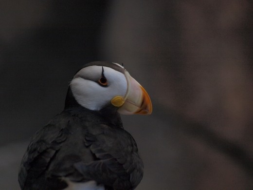 Alaska Sea life Centre - Horned Puffin