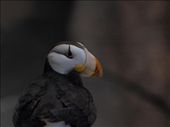 Alaska Sea life Centre - Horned Puffin: by dannygoesdiving, Views[377]