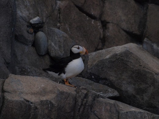 Alaska Sea life Centre - Horned Puffin