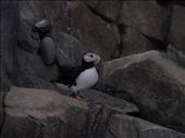 Alaska Sea life Centre - Horned Puffin: by dannygoesdiving, Views[414]