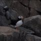 Alaska Sea life Centre - Horned Puffin Views[324]