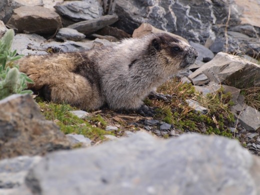 Harding Ice Field Trail - Hoary Marmot
