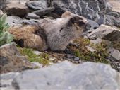 Harding Ice Field Trail - Hoary Marmot: by dannygoesdiving, Views[340]