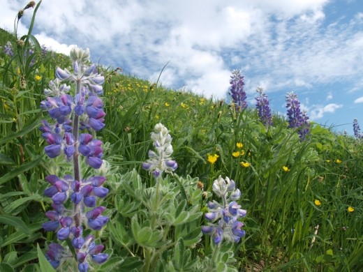 Harding Ice Field Trail - Meadows