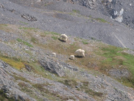 Harding Ice Field Trail - mountain sheep