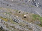 Harding Ice Field Trail - mountain sheep: by dannygoesdiving, Views[384]