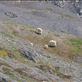 Harding Ice Field Trail - mountain sheep Views[270]