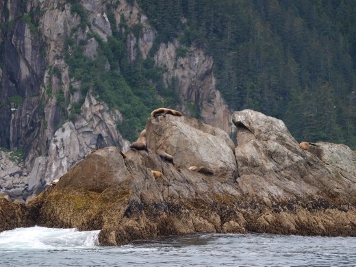 Kayak Day - Aialik Glacier - Stella Sea Lions