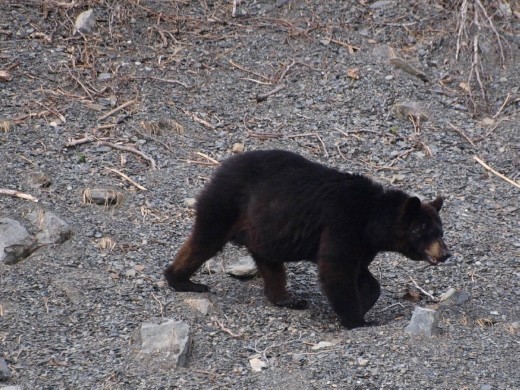 Kayak Day - Aialik Glacier - Black Bear