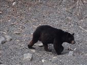 Kayak Day - Aialik Glacier - Black Bear: by dannygoesdiving, Views[197]