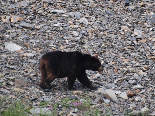Kayak Day - Aialik Glacier - Black Bear