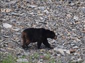 Kayak Day - Aialik Glacier - Black Bear: by dannygoesdiving, Views[233]