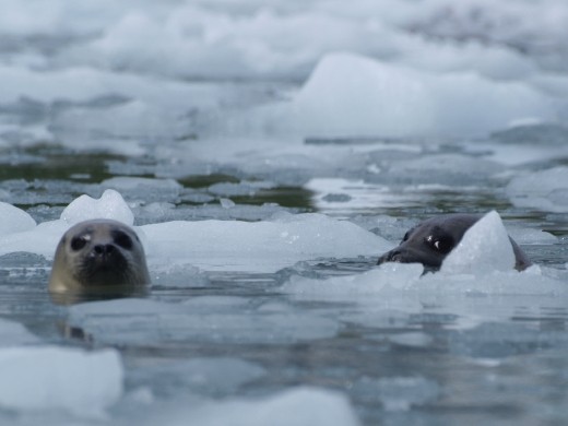 Kayak Day - Aialik Glacier - Harbour Seals