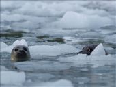 Kayak Day - Aialik Glacier - Harbour Seals: by dannygoesdiving, Views[246]
