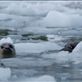 Kayak Day - Aialik Glacier - Harbour Seals Views[224]