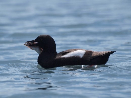 Kayak Day - Aialik Glacier - Bird with fish !!