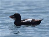 Kayak Day - Aialik Glacier - Bird with fish !!: by dannygoesdiving, Views[222]