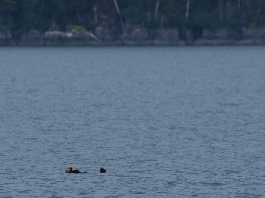 Kayak Day - Aialik Glacier - Sea Otter