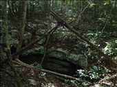 Cenote Caterpillar - 'Bob Cat'  entrance: by dannygoesdiving, Views[443]