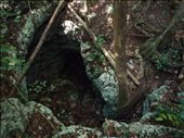Cenote Caterpillar - 'Bob Cat'  entrance: by dannygoesdiving, Views[456]