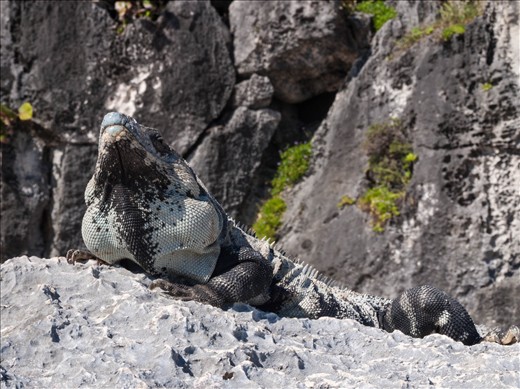 Tulum Ruins - Iguana basking on the beach rocks