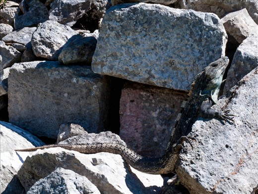 Chitchen Itza - Iguana chillin at the Red House