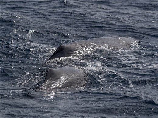 Sperm Whales