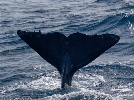 Sperm Whales