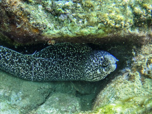 Spotted moray eel