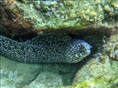 Spotted moray eel: by dannygoesdiving, Views[433]