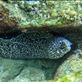 Spotted moray eel Views[285]