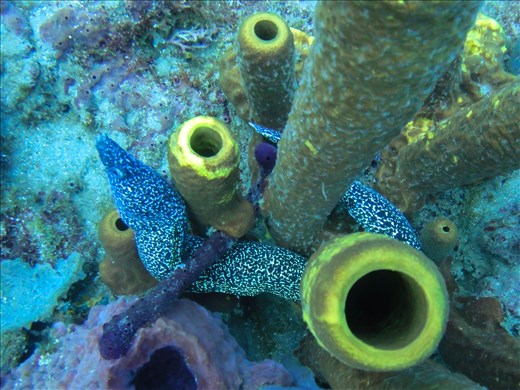 Spotted moray eel