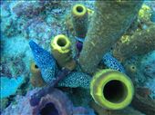 Spotted moray eel: by dannygoesdiving, Views[355]