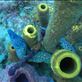 Spotted moray eel Views[242]