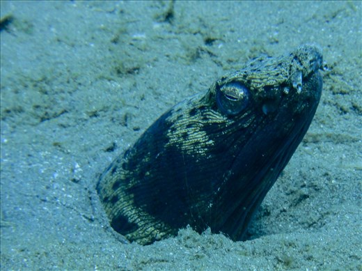 Spotted snake eel
