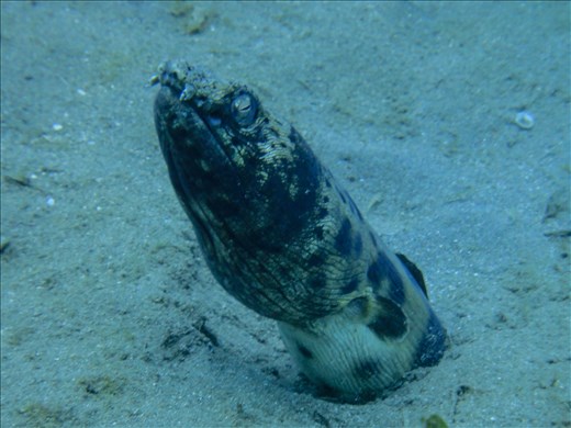 Spotted snake eel