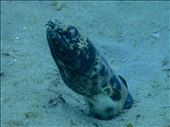 Spotted snake eel: by dannygoesdiving, Views[404]