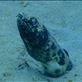 Spotted snake eel Views[296]